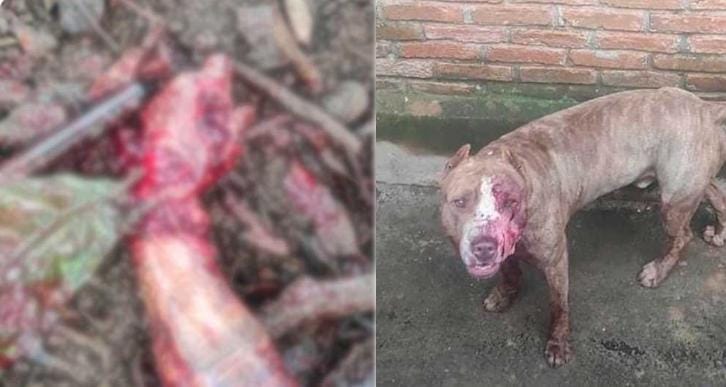 Ladrão invade chácara e tem mão arrancada após ataque de pitbull